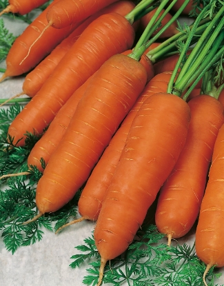 Picture of Organic Carrot Resistafly (Tozresis) F1